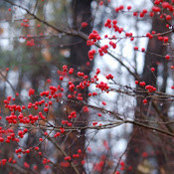Cindy Cannuscio's photo