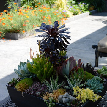 Raised Vegetable Bed / Ornamental Garden 2016