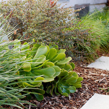 Drought Tolerant Landscape in Eagle Rock, CA