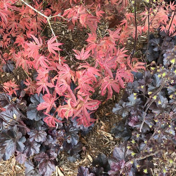 'Shirazz' Japanese maple with 'Obsidian' heuchera.