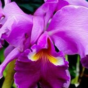 Leanne Murray-Lowe's photo