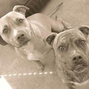 Joseph Ghiorso's photo
