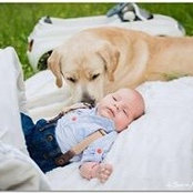 Red-Dog PetShops billede