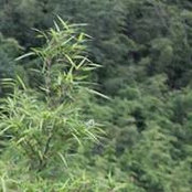Đặng Anhs billede