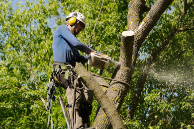 Best Tree Cutting and Removal Services | Washington, CT