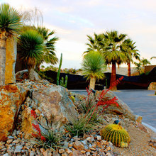 Desert Landscaping