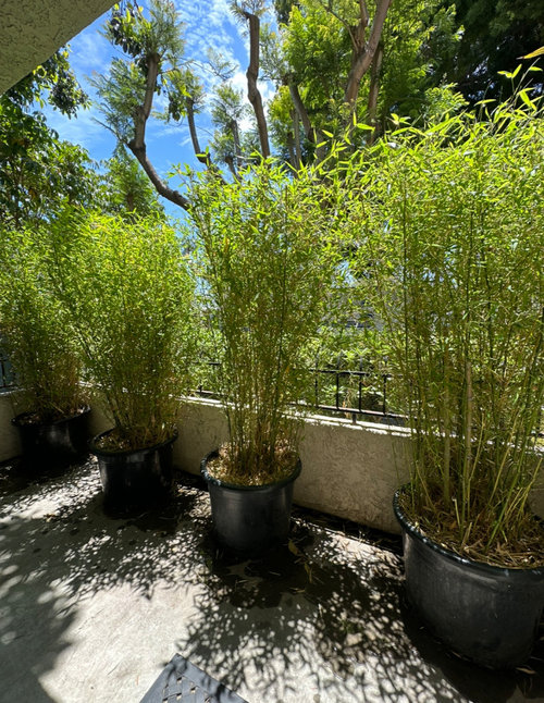 How to water and care for outdoor bamboo
