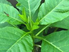 Large-leaf Weed