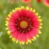 Susan Mendus's photo