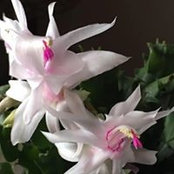 Lisarae Lattin's photo