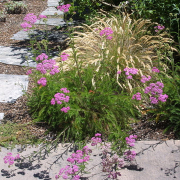 Burlingame, CA - Simson's Mediterranean & California Native Plants Garden
