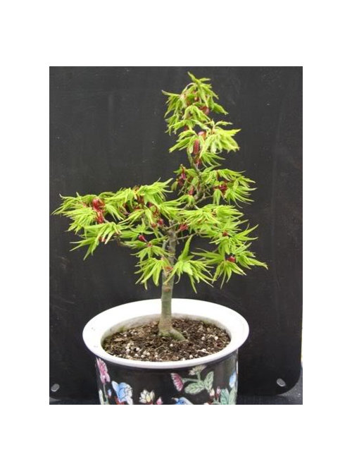 The Real Acer palmatum ‘Tattoo’