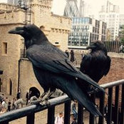 Daria Skarsgard's photo