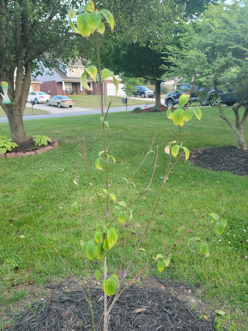 My Dogwood Tree
