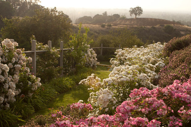 Rosen im Garten: Tipps für Auswahl, Kauf und Pflanzung