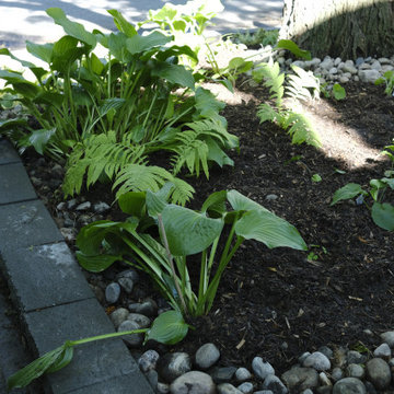Front Yard Shade Garden - Toronto