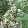 Pycnanthemum genus,