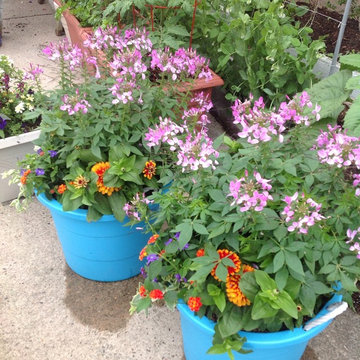 Container Gardens