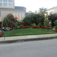 Front yard Flowers