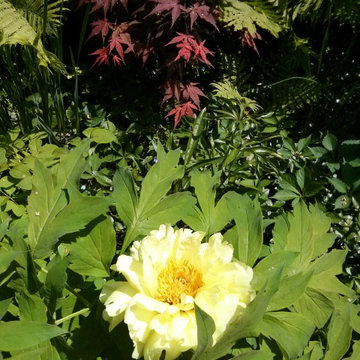 Shade in the Summer Garden in Ottawa (Glebe)