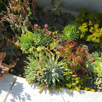 Costa Mesa Native/Succulent Front Yard