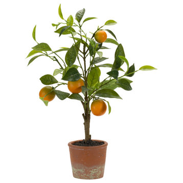 Potted Orange Tree