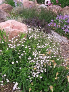 Plants & Misc that start with 'B' | Houzz Forum