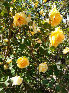 Sacramento Historic Rose Garden Committee Home Facebook