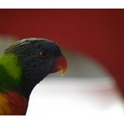 Ioannis Makris's photo