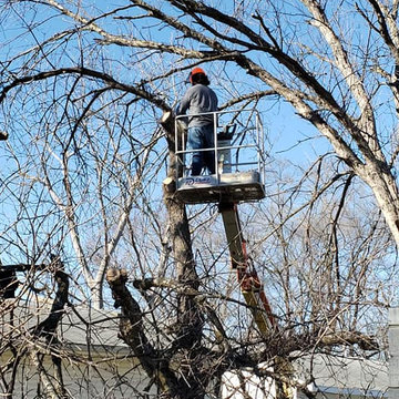 Tree Trimming and Removal