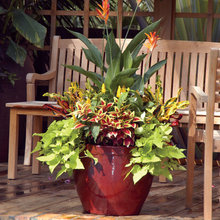 Container Gardens