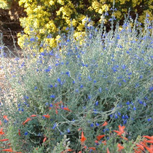 Ca native garden