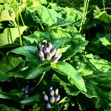 Native Plant Gardens