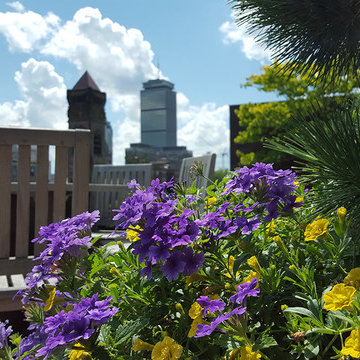 Back Bay Rooftop Garden