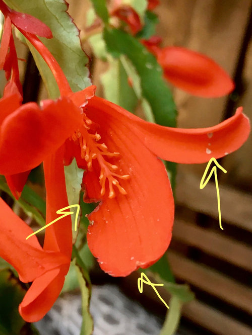 Trailing Begonia healthy bloom falling off