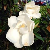 Annette LaBon's photo