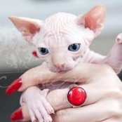 Janik Ouellet UnikSphynx's photo