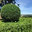 LCDPM Paysagistes & Jardiniers