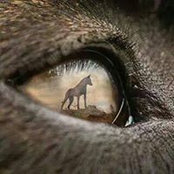 Jeff Kestlers foto
