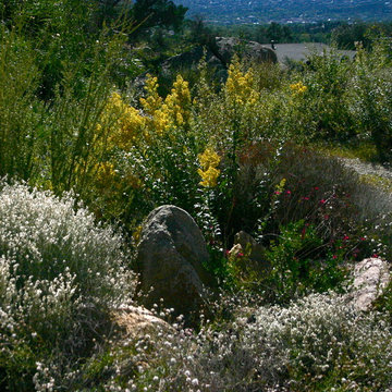 Low Water Native Landscapes