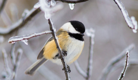 Backyard Birds: Marvel at Chickadees This Winter