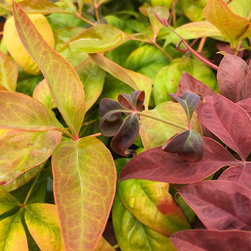 Current Featured Plants - Products