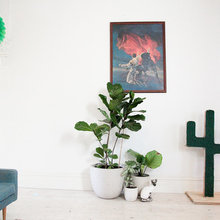 Plants for inside