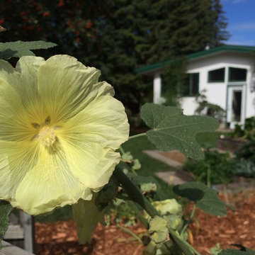 Naturalized & Edible
