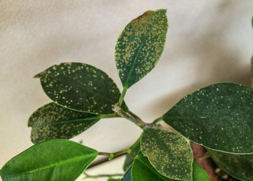 ficus brown leaf spot microcarpa leaves yellow turn