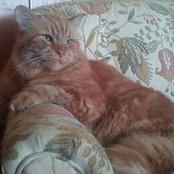 Cat Dickerson's photo