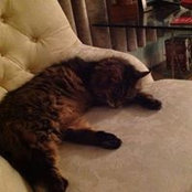 Nicki Jeffries's photo