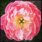 Amy Turman's photo