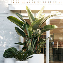 Potted Plants