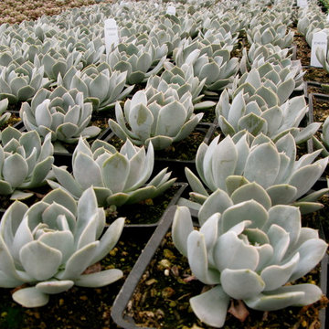 echeveria lilacea